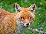 Portrait of a fox