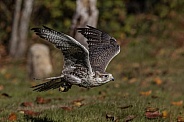 Saker Falcon