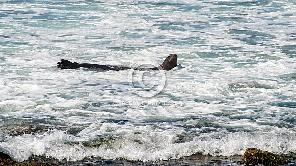 California Sea Lion