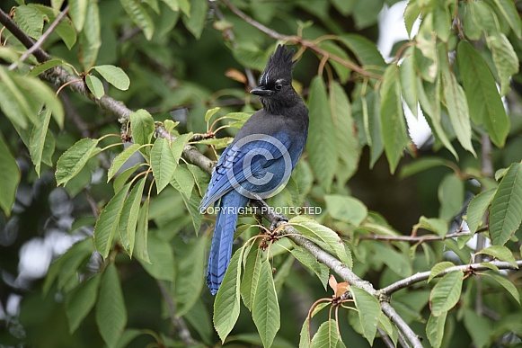 Steller's Jay Steller's Jay