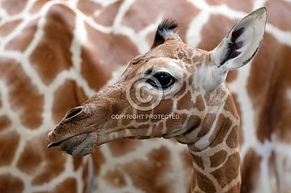 Baby giraffe