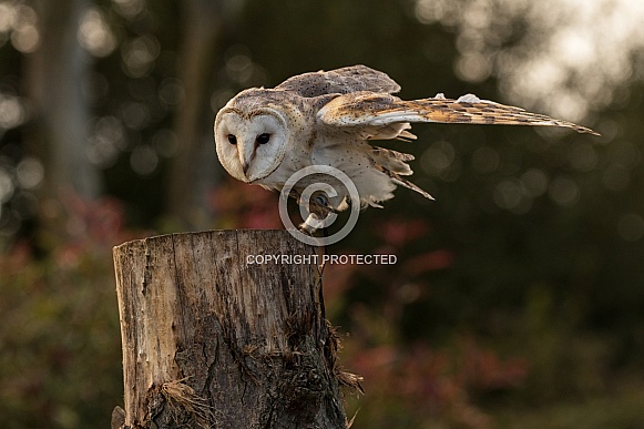 Barn Owl About To Take Off. Wind Under Wing