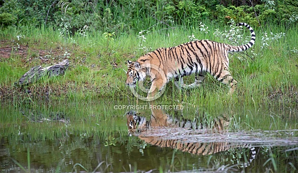 A Captive Juvenile Siberian Tiger A Captive Juvenile Siberian Tiger