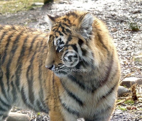 Tiger Cub