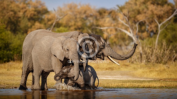 African elephant in the nature habitat