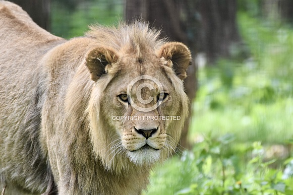 African Lion