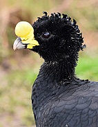 Great Currasow