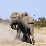 Elephants (Loxodonta africana) fighting