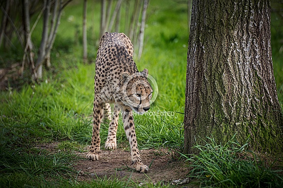 Cheetah Cheetah