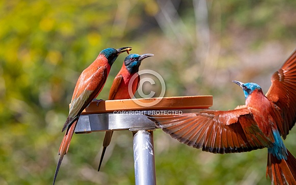 Bee Eaters Bee Eaters