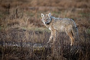 Coyote standing in grassland (Canis latrans)