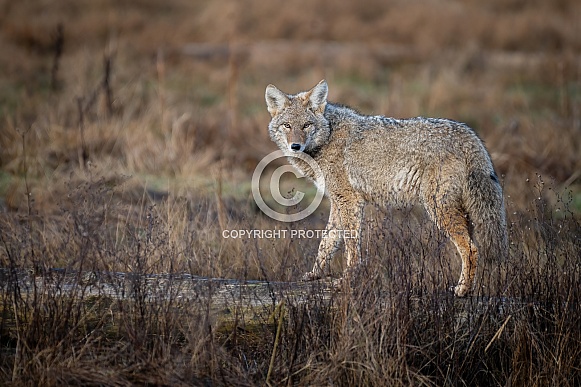 Coyote standing in grassland (Canis latrans)