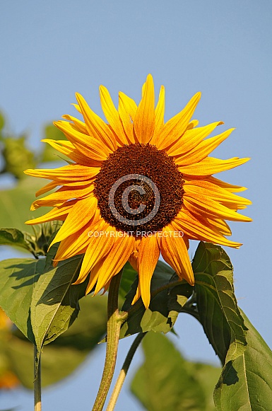 Sunflower