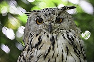 Bengal Eagle Owl