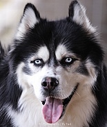 Husky 