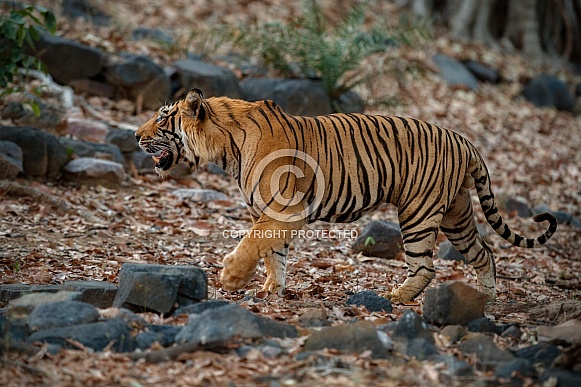 Beautiful tiger in the nature habitat. Tiger pose in amazing light. Wildlife scene with wild animal. Indian wildlife. Indian tiger. Panthera tigris tigris.