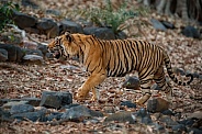 Beautiful tiger in the nature habitat. Tiger pose in amazing light. Wildlife scene with wild animal. Indian wildlife. Indian tiger. Panthera tigris tigris.