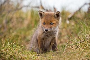 Red fox cubs