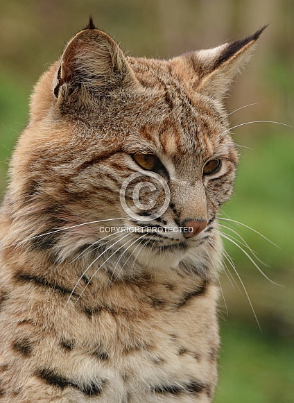 Bobcat