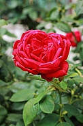 Red Rose