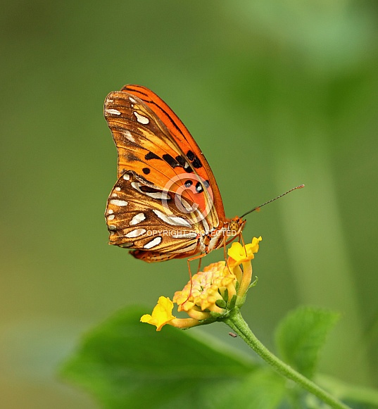 Gulf Fritillary