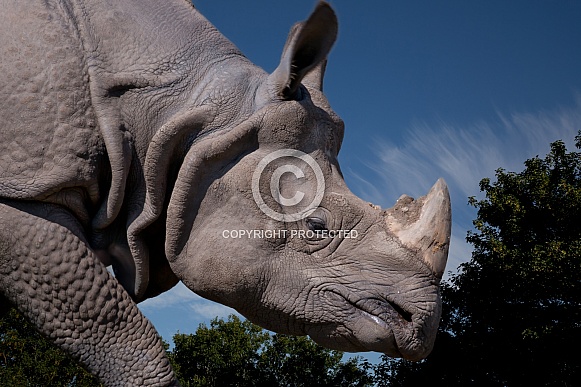 Indian Rhinoceros