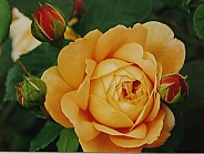 single yellow rose with bud