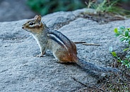 Chipmunk