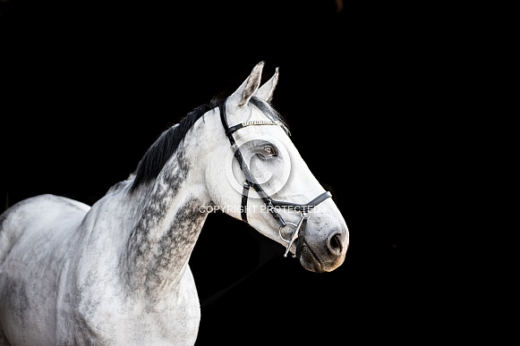 Dapple Grey Thoroughbred