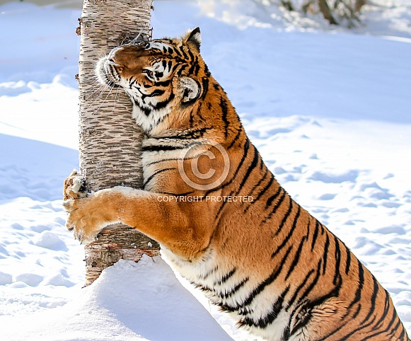 Siberian Tiger in deep snow