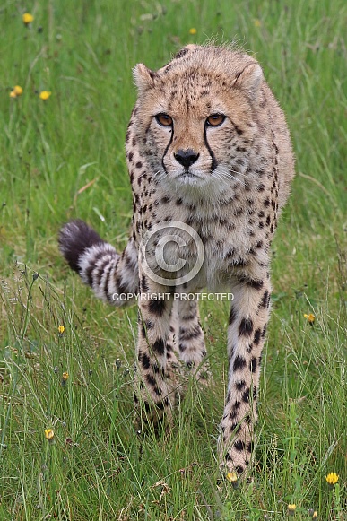Cheetah
