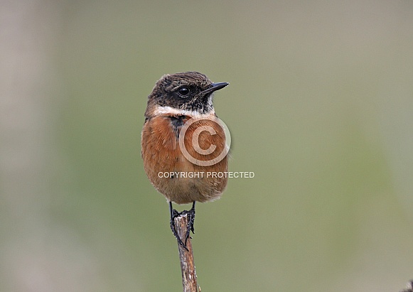 Stonechat