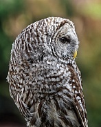 Barred Owl--Barred Owl Profile