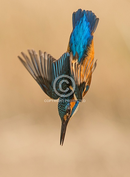 Common Kingfisher Common Kingfisher