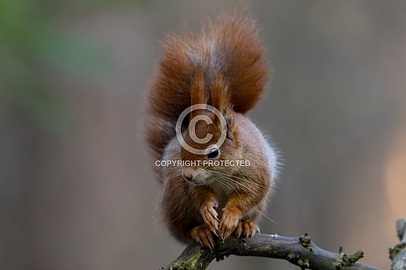 Red Squirrel in a forest