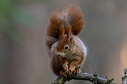 Red Squirrel in a forest