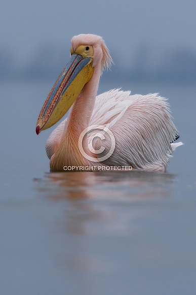 Rose Pelican Rose Pelican