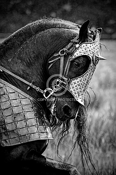 Friesian Horse--War Horse