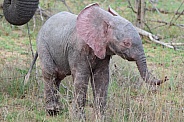 Elephant calf (Albino)