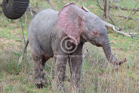 Elephant calf (Albino)