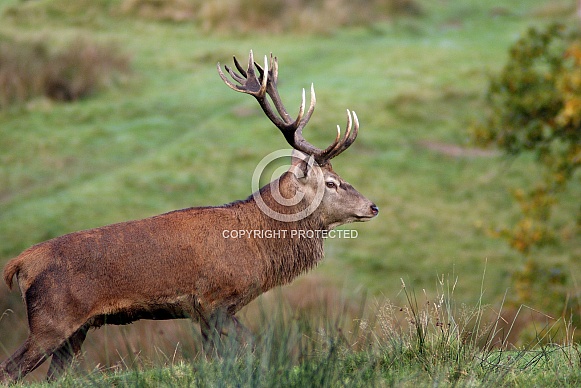 Red Deer Stag