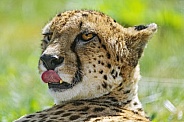 Cheetah licking nose