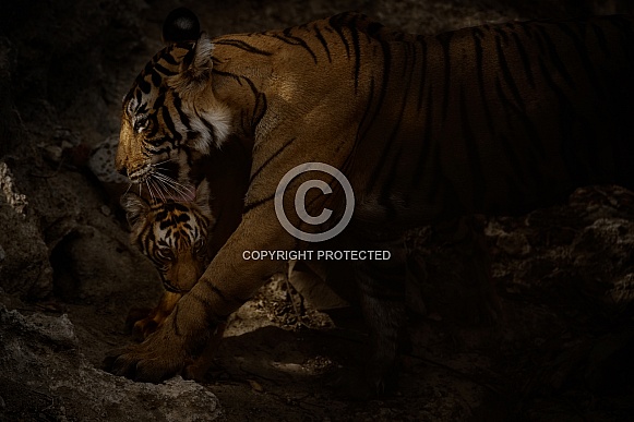 Beautiful tiger in the nature habitat. Tiger pose in amazing light. Wildlife scene with wild animal. Indian wildlife. Indian tiger. Panthera tigris tigris. Beautiful tiger in the nature habitat. Tiger pose in amazing light. Wildlife scene with wild animal. Indian wildlife. Indian tiger. Panthera tigris tigris.
