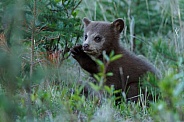 Black Bear and cubs