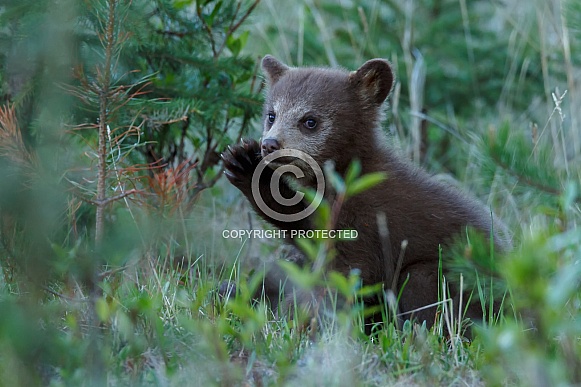 Black Bear and cubs Black Bear and cubs