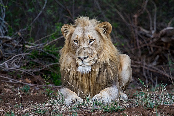 African Lion (wild)