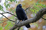 carrion crow (Corvus corone)