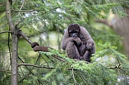 Brown woolly monkey (Lagothrix lagothricha)