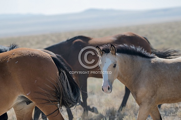 Wild Horses