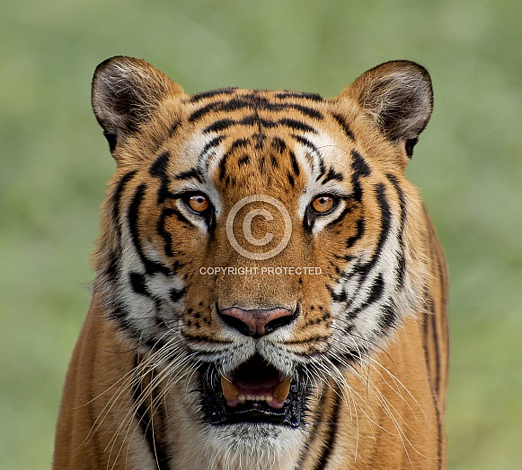 Royal Bengal Tiger